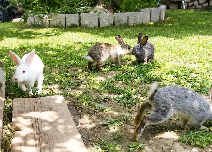 Silvija Apartamento *